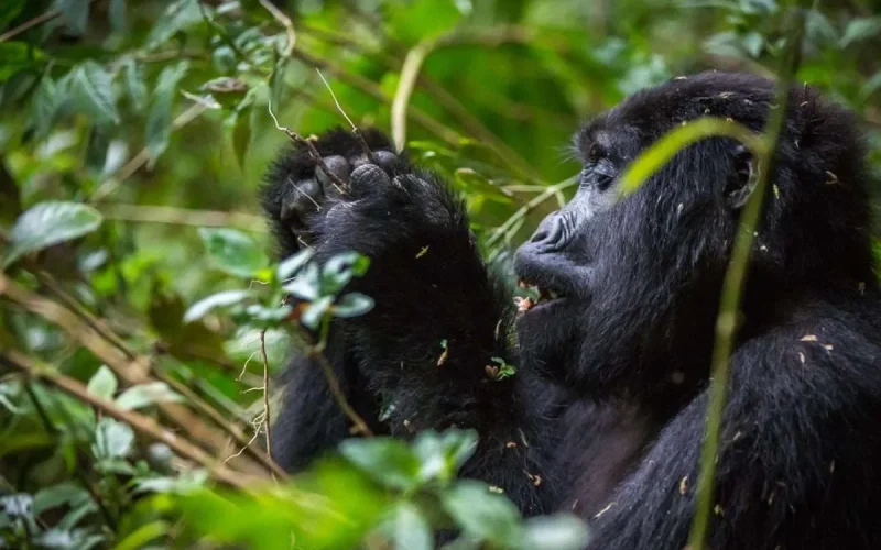Trekking the Gorillas in Rwanda, rwanda safaris, gorilla trek in rwanda, 1 Day Gorilla Trekking Safari in Rwanda