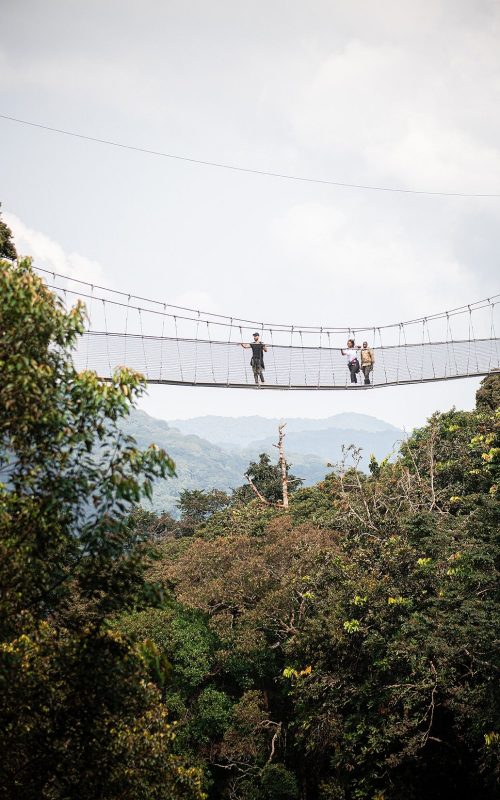 Safaris in Nyungwe National Park, 5 Days Nyungwe Safari and Lake Kivu Adventure, Primate Safaris in Rwanda, Chimpanzee Tracking Safaris, Safaris in nyungwe, nyungwe safaris, primate safaris in nyungwe national park, chimpanzee safaris in nyungwe, chimpanzee trekking in Rwanda, chimp treks, chimp trekking tours, chimpanzee trekking trips, watrefalls in nyungwe national park, birdwatching in nyungwe national park, canopy walkway in nyungwe national park, wildlife safaris in nyungwe national park, nyungwe tours, Nyungwe canopy, nyungwe waterfalls, nyungwe primates, l'hoest monkeys in nyungwe, black and white colobus monkeys in nyungwe national park, vervet mpnkeys in nyungwe national park, nyungwe tourism safaris, nyungwe trekking safaris, nyungwe trails, nyungwe trekking safaris and tours, trek the chimpanzees in nyungwe, 3 days nyungwe chimpanzee trekking and canopy walk adventure, canopy in africa, canopy walkway in africa, Canopy safaris, 5 days chimpanzee trekking in nyungwe national park, 5 days in nyungwe national park, 3 days in nyungwe national park, canopy walk way safaris in rwanda, nyungwe tea plantatuion, cultural tours in and near nyungwe national park, nyungwe
