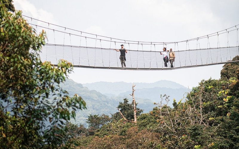 Safaris in Nyungwe National Park, 5 Days Nyungwe Safari and Lake Kivu Adventure, Primate Safaris in Rwanda, Chimpanzee Tracking Safaris, Safaris in nyungwe, nyungwe safaris, primate safaris in nyungwe national park, chimpanzee safaris in nyungwe, chimpanzee trekking in Rwanda, chimp treks, chimp trekking tours, chimpanzee trekking trips, watrefalls in nyungwe national park, birdwatching in nyungwe national park, canopy walkway in nyungwe national park, wildlife safaris in nyungwe national park, nyungwe tours, Nyungwe canopy, nyungwe waterfalls, nyungwe primates, l'hoest monkeys in nyungwe, black and white colobus monkeys in nyungwe national park, vervet mpnkeys in nyungwe national park, nyungwe tourism safaris, nyungwe trekking safaris, nyungwe trails, nyungwe trekking safaris and tours, trek the chimpanzees in nyungwe, 3 days nyungwe chimpanzee trekking and canopy walk adventure, canopy in africa, canopy walkway in africa, Canopy safaris, 5 days chimpanzee trekking in nyungwe national park, 5 days in nyungwe national park, 3 days in nyungwe national park, canopy walk way safaris in rwanda, nyungwe tea plantatuion, cultural tours in and near nyungwe national park, nyungwe