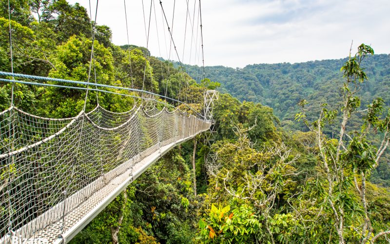 3 Days Nyungwe Chimpanzee Trek and Canopy Walkway