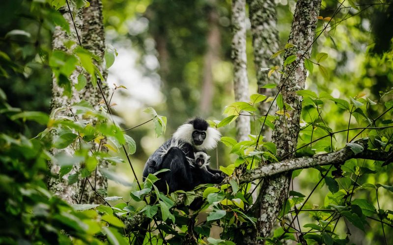 Colobus Monkey Trekking in Nyungwe National Park, 3 Days Nyungwe Chimpanzee Trek and Canopy Walkway