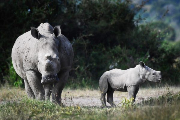 rhinos-in-rwanda Luxury Safaris in Akagera National Park, big five in akagera national park, game drives in rwanda, game drive in akagera national park