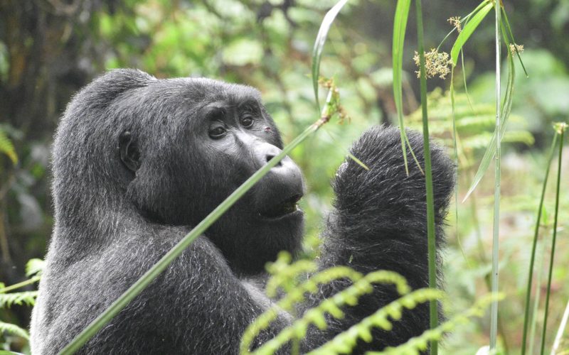 Luxury Gorilla Safaris in Rwanda, Luxury Rwanda Safaris, High-end Gorilla Trekking Safaris, Rwanda Safaris Gorilla Trekking, Luxury transfers to volcanoes, private 4x4 safari vehicles for transfers to volcanoes national park, helicopter transfers in rwanda, helicopter transfers for luxury gorilla trekking in Rwanda, Helicopter tours for high-end rwanda safaris, high-end safaris in rwanda, rwanda safaris, private rwanda safaris, VIP rwanda gorilla trekking in rwanda, gorilla safaris in rwanda, Rwanda gorilla trek, gorilla trek rwanda, 1 day gorilla trekking safari, Luxury Double Gorilla Trekking in Rwanda with helicopter transfer, 2 Days Gorilla Trekking in Volcanoes National Park, Rwanda safaris and gorilla trekking, rwanda gorilla trekking safaris