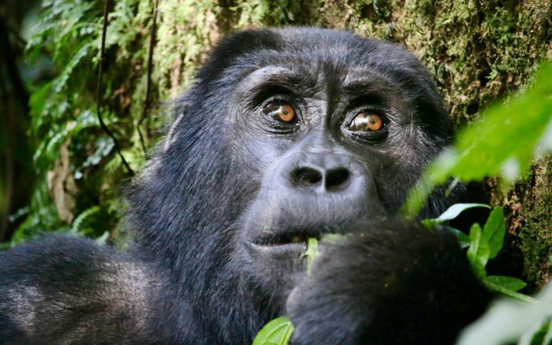 Rwanda Gorilla Trekking Safaris, Primate Tours, 3 Days Gorilla and Golden Monkey Trekking in Rwanda, Rwanda Safaris