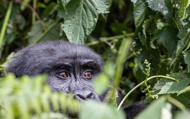 3 Days Gorilla and Golden Monkey Trekking in Rwanda, Rwanda Safaris