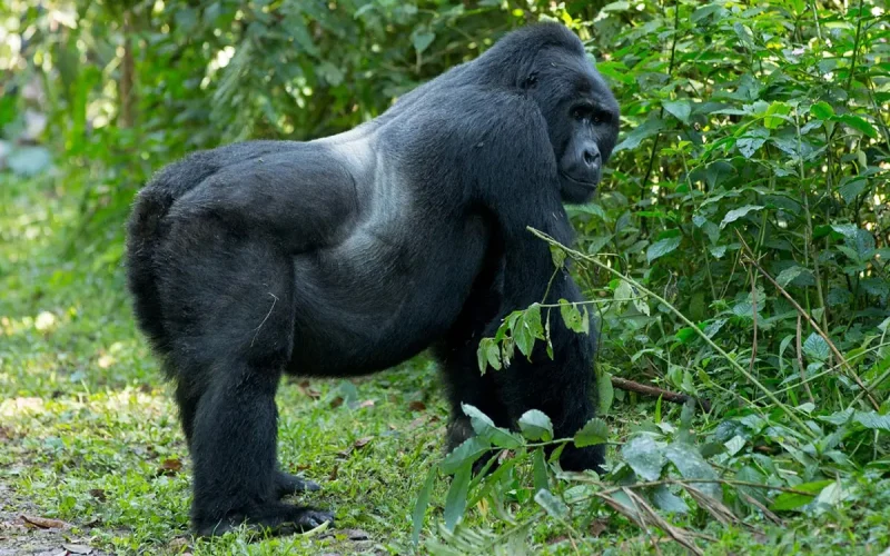 2 Days Gorilla Trekking in Volcanoes National Park, Rwanda, 4 Days Rwanda Gorilla Safari