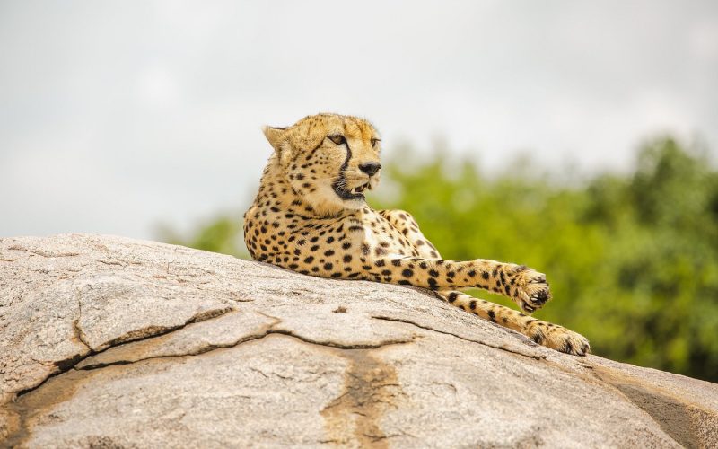 3 Days Akagera National Park Adventure and Kigali City Tour, 15 days best of rwanda