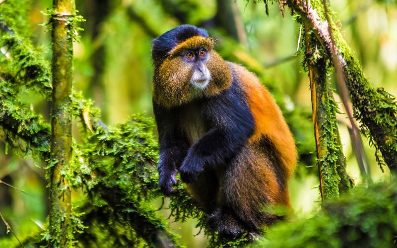 3 Days Gorilla and Golden Monkey Trekking in Rwanda, Rwanda Safaris