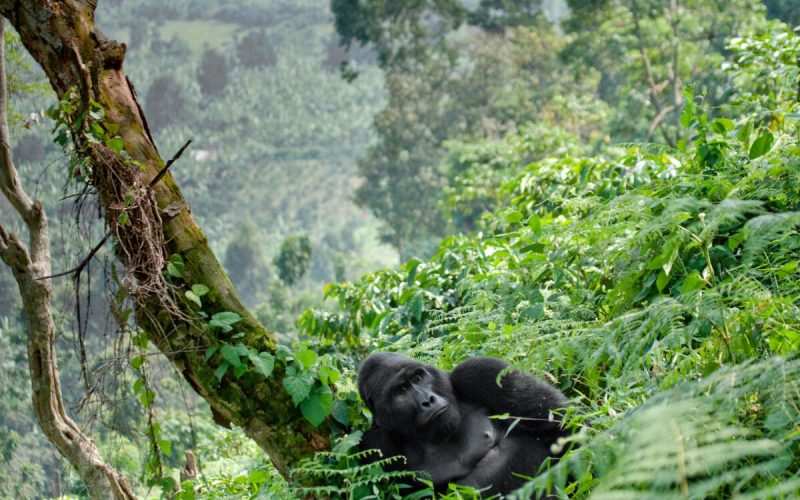 Gorilla Trekking Permit in Rwanda, 2 Days Gorilla Trekking in Volcanoes National Park, Rwanda, 3 Days Gorilla and Golden Monkey Trekking in Rwanda, Rwanda Safaris