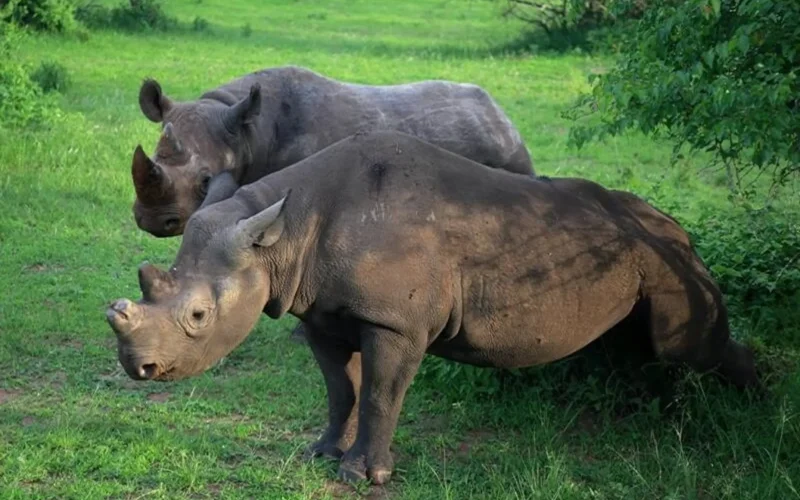 2 Days Akagera National Park Safari and Boat Ride Adventure, 5 Days Akagera Big 5 Safari & Cultural Tour Rwanda