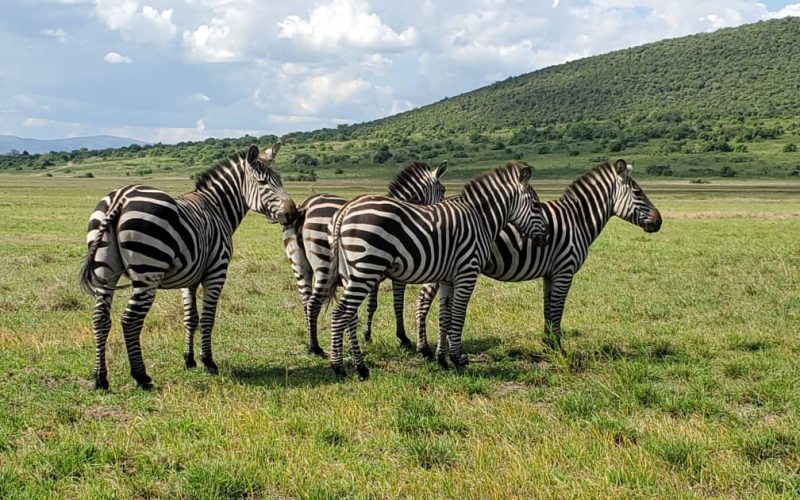 2 Days Akagera National Park Safari and Boat Ride Adventure